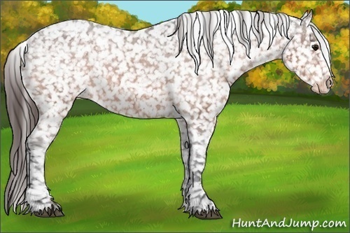 Horse Color:Bay Appaloosa 