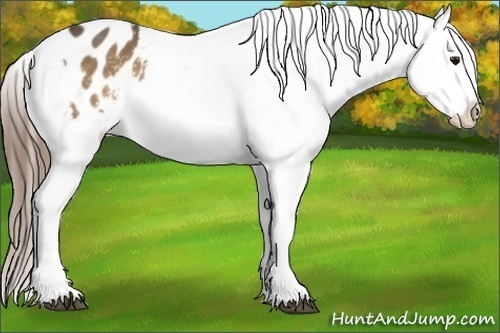 Horse Color:Buckskin Appaloosa 