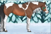 Horse Color:Bay Splash Tobiano