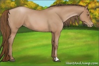 Horse Color:Brown Roan Pearl