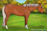 Horse Color:Silver Bay 
