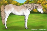 Horse Color:White Spotted Red Roan 