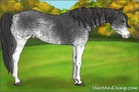 Horse Color:White Spotted Smoky Black