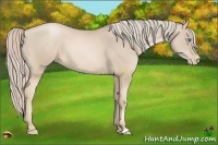 Horse Color:Chocolate Palomino Pearl