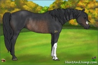 Horse Color:Brown Rabicano 