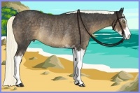 Horse Color:Liver Chestnut Sabino Rabicano