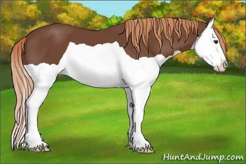 Horse Color:Chestnut Splash 