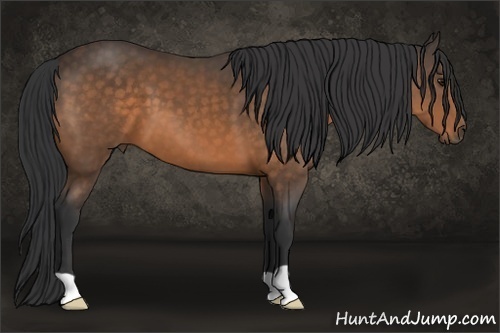 Horse Color:Buckskin 