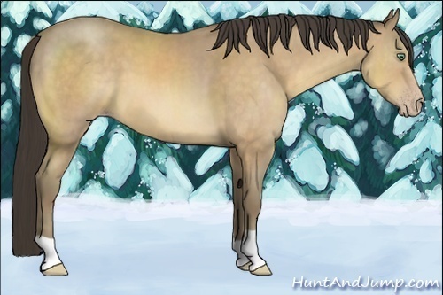 Horse Color:Amber Cream Champagne 