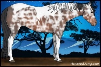 Horse Color:Brown Ice Sabino Tobiano 