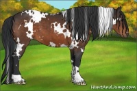 Horse Color:White Spotted Bay 