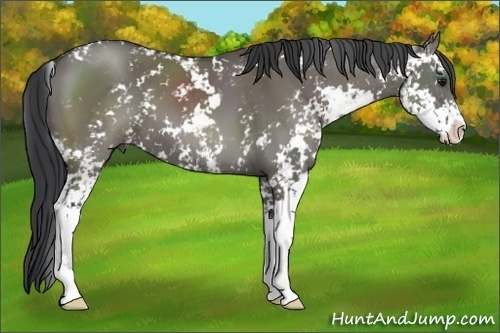 Horse Color:Grullo Sabino 