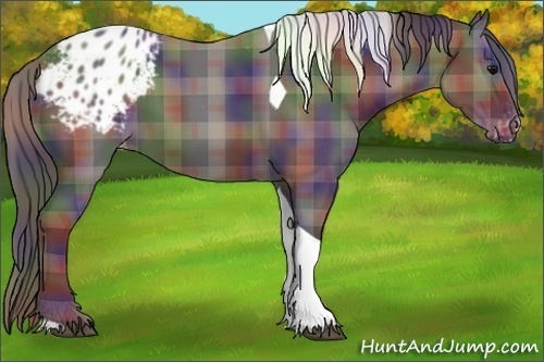 Horse Color:Nacre Plaid  Black Tobiano Appaloosa 