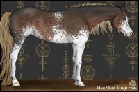 Horse Color:White Spotted Liver Chestnut Rabicano 