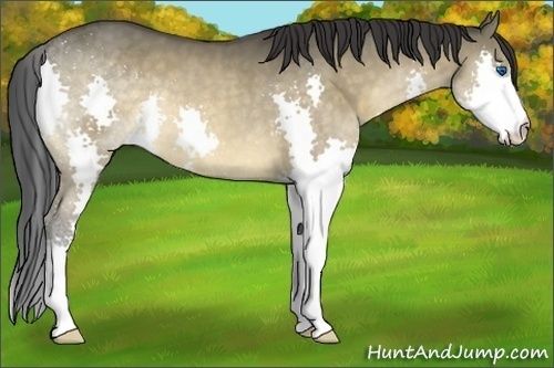 Horse Color:Bay Dun Splash 