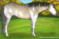 Horse Color:Bay Dun Splash 