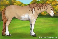Horse Color:Chestnut Sabino 