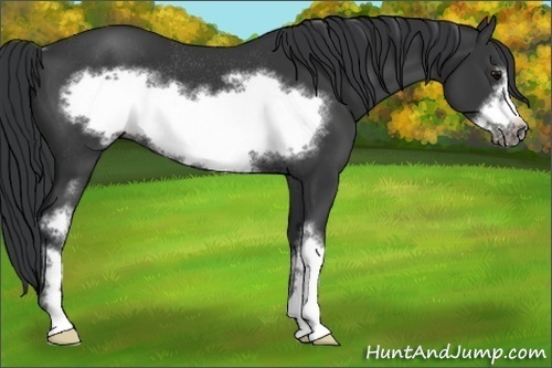 Horse Color:White Spotted Black Frame Rabicano 