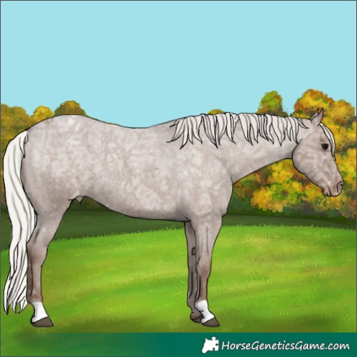 Horse Color:Silver Blue Ice Roan Appaloosa 