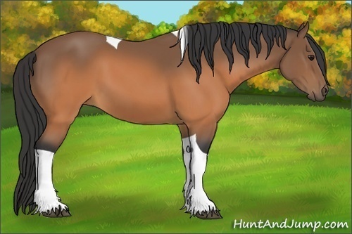 Horse Color:Buckskin Tobiano 