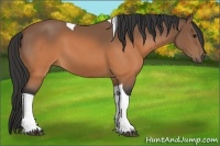 Horse Color:Buckskin Tobiano 