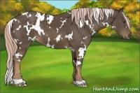 Horse Color:White Spotted Chocolate Palomino