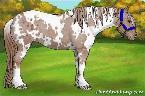 Horse Color:White Spotted Chestnut Appaloosa 