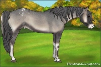 Horse Color:Blue Onyx Roan Sabino Appaloosa