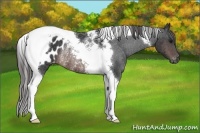 Horse Color:Brown Tobiano Blanket Rabicano