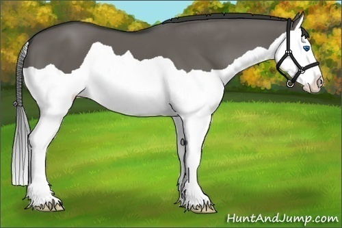 Horse Color:Grullo Splash