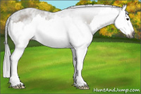 Horse Color:Gray Bay Dun Splash 