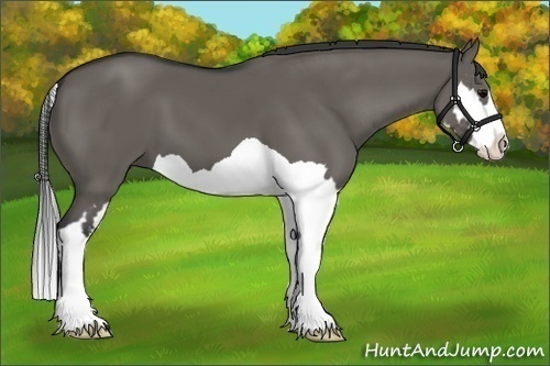 Horse Color:Grullo Splash Frame 