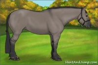 Horse Color:Grullo