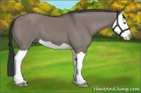 Horse Color:Grullo Splash 