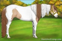 Horse Color:Bay Pearl Sabino Tobiano Rabicano
