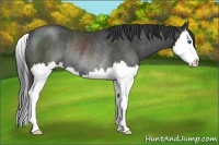 Horse Color:Black Sabino Splash Rabicano