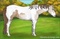 Horse Color:Black Pearl Sabino Tobiano 