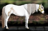 Horse Color:Black Pearl Sabino Tobiano Rabicano 