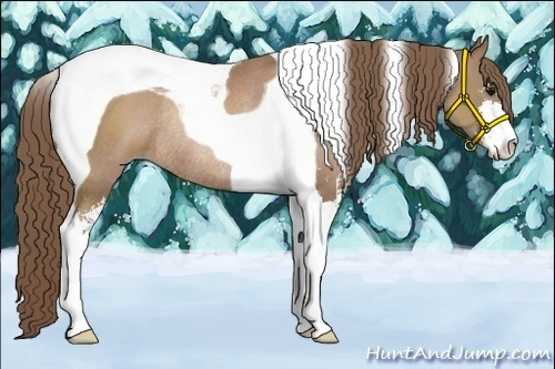 Horse Color:Black Pearl Sabino Tobiano Rabicano 