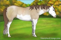 Horse Color:Grullo Pearl Sabino Splash Rabicano 