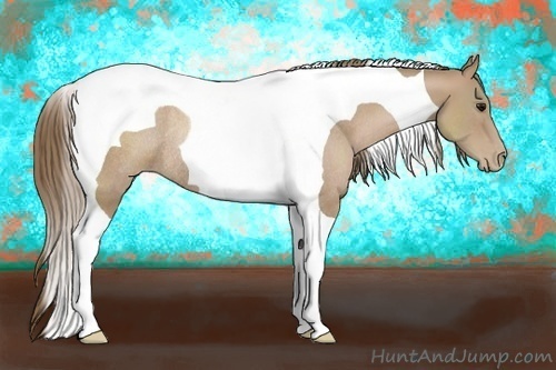 Horse Color:Black Pearl Tobiano Rabicano