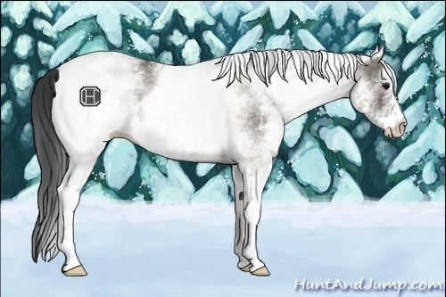 Horse Color:White Spotted Grullo Rabicano 