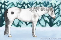 Horse Color:White Spotted Grullo Rabicano 