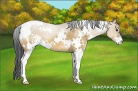 Horse Color:White Spotted Bay Dun Sabino 