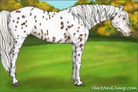 Horse Color:White Spotted Silver Bay Appaloosa