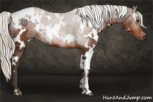 Horse Color:White Spotted Silver Bay 