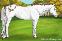 Horse Color:White Spotted Silver Bay Appaloosa