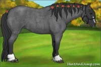 Horse Color:Blue Roan Sabino