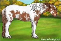 Horse Color:White Spotted Chestnut Tobiano