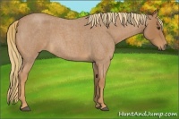 Horse Color:Red Roan Sabino